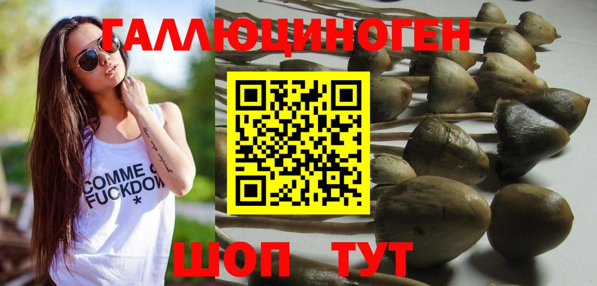 Псилоцибиновые грибы Cubensis Балашов