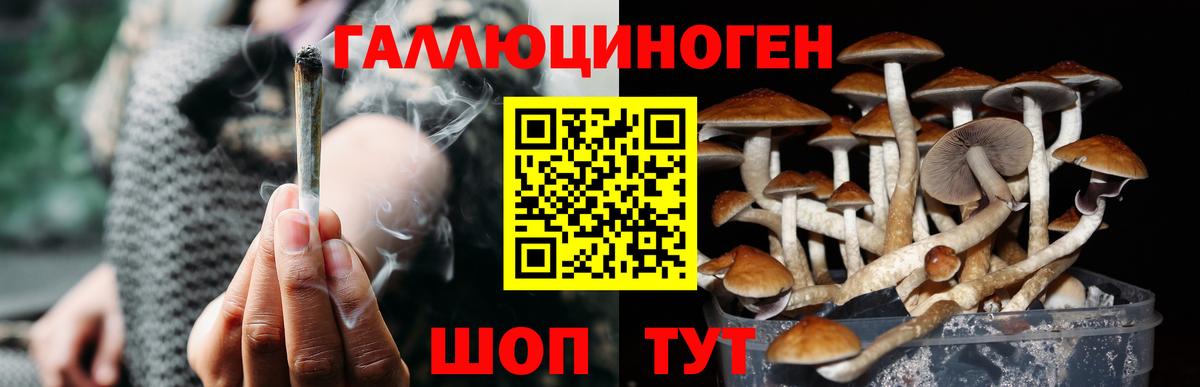 Псилоцибиновые грибы GOLDEN TEACHER  Вход с VPN  Балашов 